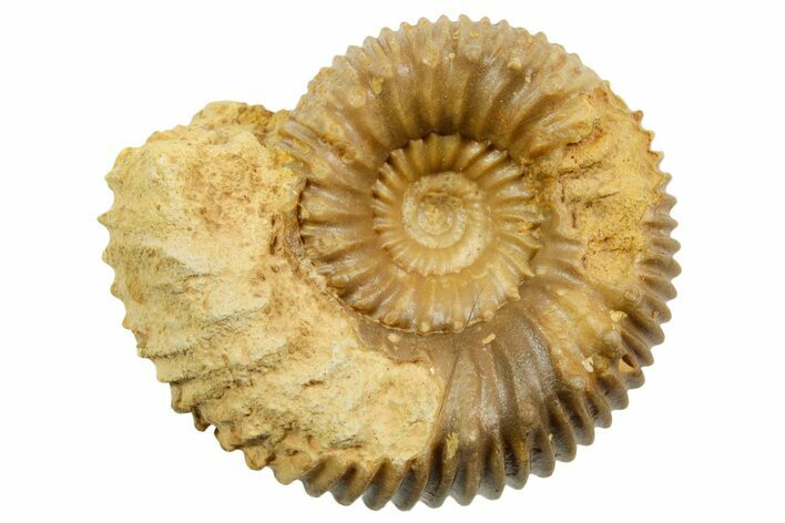 Jurassic Ammonite (Teloceras) Fossil - Évrecy, France #367683